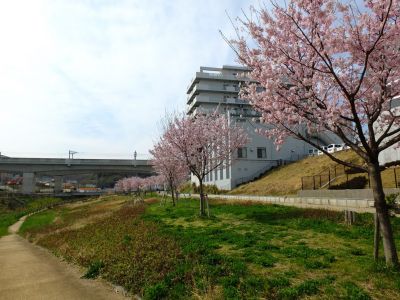 早渕川親水公園（神代曙）
