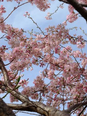 早渕川親水公園（神代曙）
