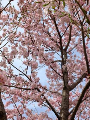 早渕川親水公園（神代曙）
