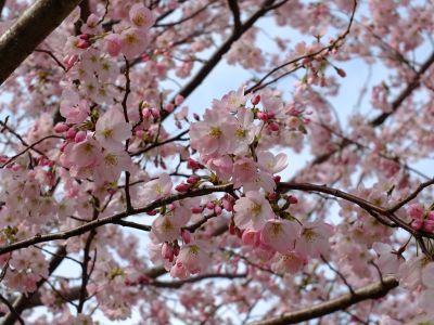 早渕川親水公園（神代曙）

