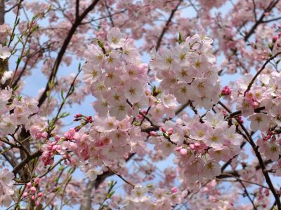 早渕川親水公園（神代曙）

