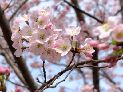 早渕川親水公園（神代曙）
