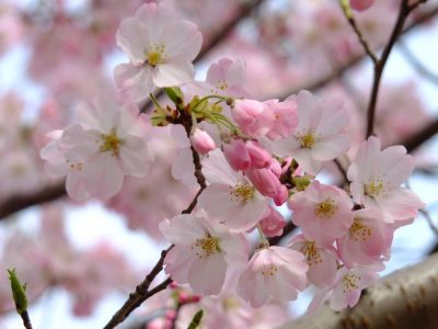 早渕川親水公園（神代曙）
