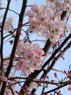 早渕川親水公園（神代曙）
