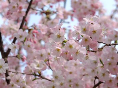 早渕川親水公園（神代曙）
