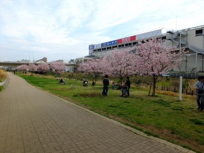 早渕川親水公園（神代曙）
