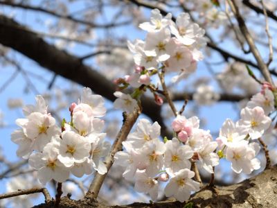 都筑中央公園（染井吉野）
