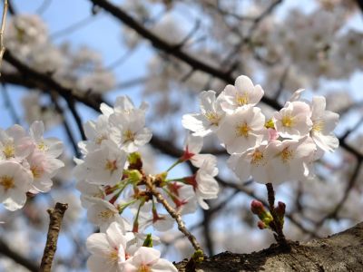 都筑中央公園（染井吉野）
