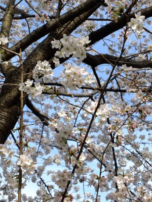 都筑中央公園（染井吉野）

