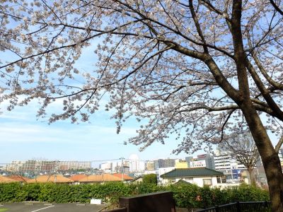 都筑中央公園（染井吉野）
