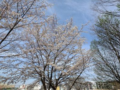 都筑中央公園（染井吉野）
