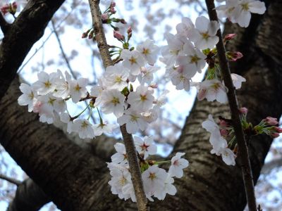 都筑中央公園（染井吉野）
