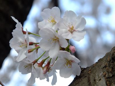 都筑中央公園（染井吉野）
