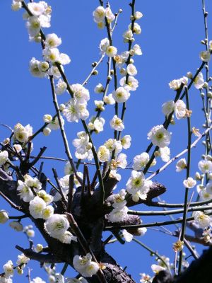 東方天満宮　緑萼梅（りょくがくばい）（中国蘇州産の梅の木）三溪園にもある

