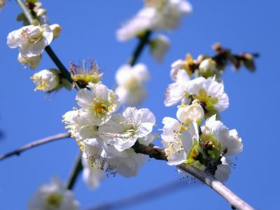 東方天満宮　緑萼梅（りょくがくばい）（中国蘇州産の梅の木）三溪園にもある
