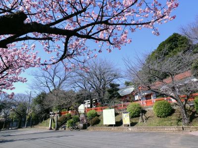 淡島神社（河津桜）
