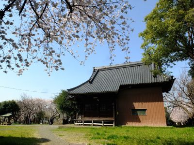八幡神社（染井吉野）
