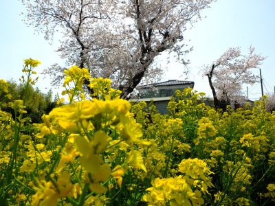 八幡神社（染井吉野・菜の花）
