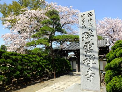 瑞雲寺（染井吉野）
