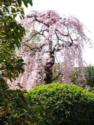 瑞雲寺（紅枝垂れ桜）

