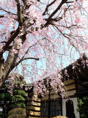 妙蓮寺（枝垂れ桜）
