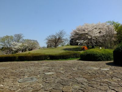 月出松公園（大島桜・ヤマザクラ）
