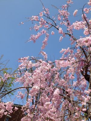 花のある商店街　荏田近隣センター（枝垂れ桜）
