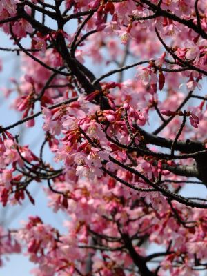 都筑区役所　都筑彼岸桜 

