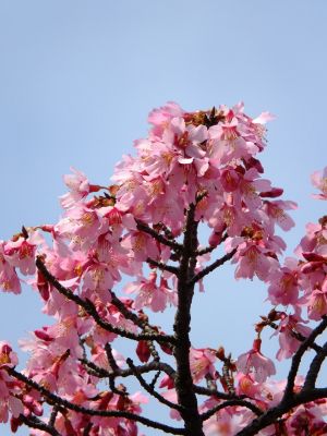 都筑区役所　都筑彼岸桜 
