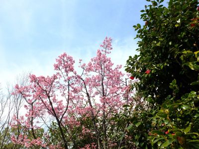 都筑区役所　都筑彼岸桜 

