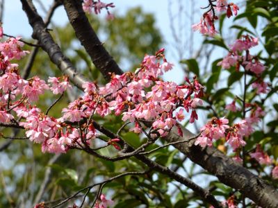 都筑区役所　都筑彼岸桜 

