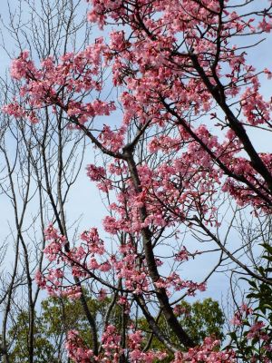 都筑区役所　都筑彼岸桜 
