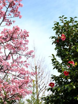 都筑区役所　都筑彼岸桜 
