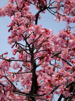 都筑区役所　都筑彼岸桜 
