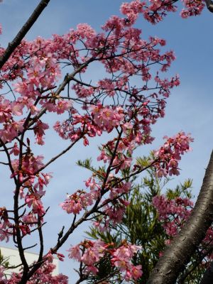 都筑区役所　都筑彼岸桜 
