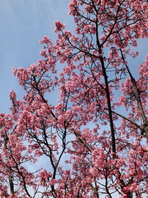 都筑区役所　都筑彼岸桜 
