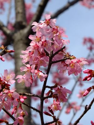 都筑区役所　都筑彼岸桜 
