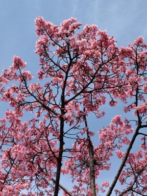 都筑区役所　都筑彼岸桜 
