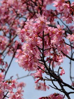 都筑区役所　都筑彼岸桜 
