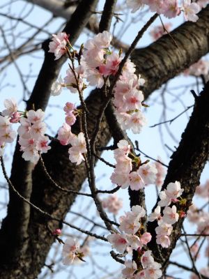 心行寺　彼岸桜？
