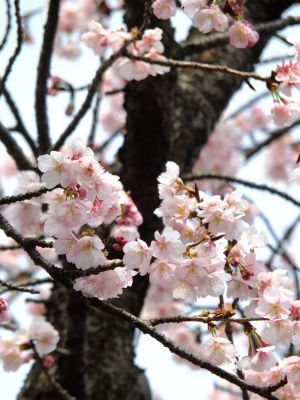 心行寺　彼岸桜？
