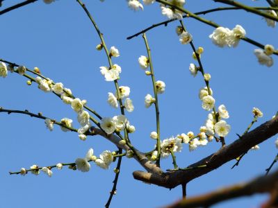 東方天満宮　緑萼梅（リョクガクバイ）

