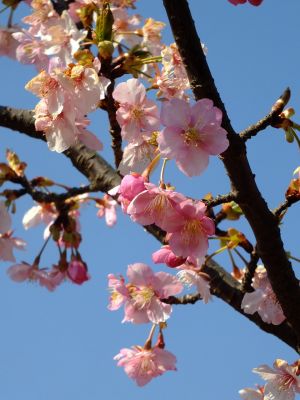 茅ヶ崎公園（河津桜）
