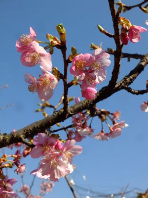 茅ヶ崎公園（河津桜）
