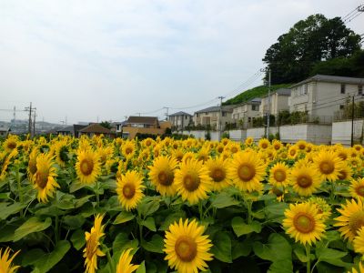 荏田東4丁目（ひまわり）
