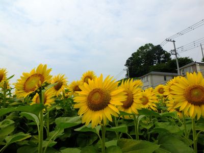 荏田東4丁目（ひまわり）
