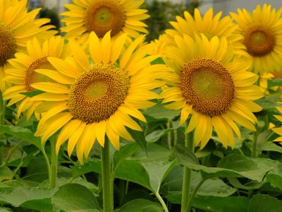 荏田東4丁目（ひまわり）
