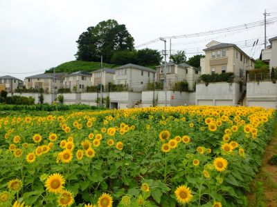 荏田東4丁目（ひまわり）
