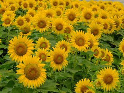 荏田東4丁目（ひまわり）
