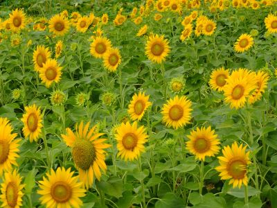 荏田東4丁目（ひまわり）
